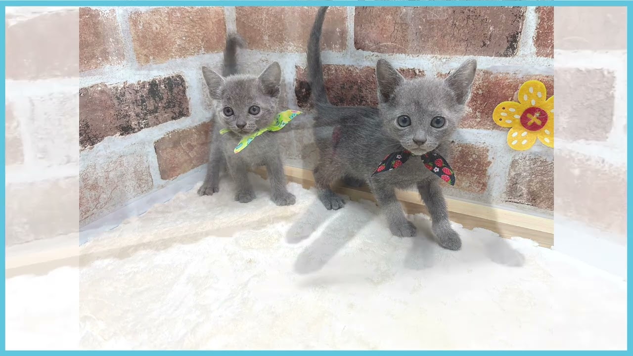 ペットショップCOO＆RIKU　No00675020　ロシアンブルー