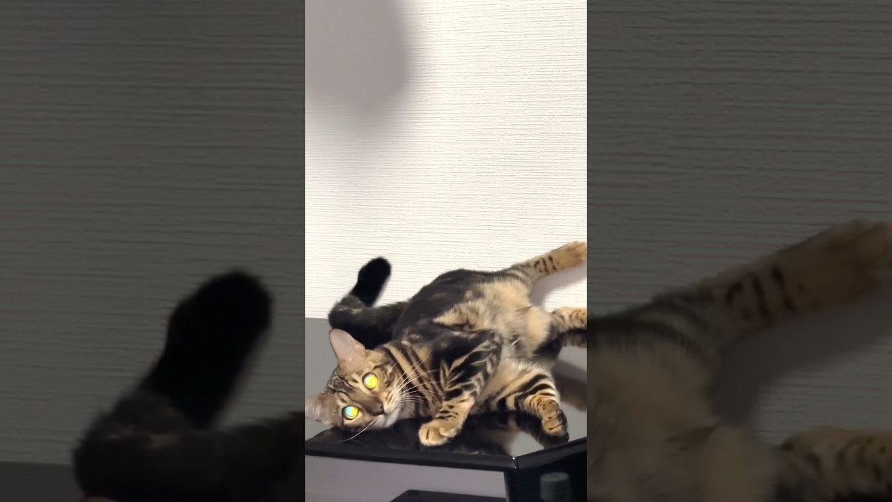 パワーアップして狙う子猫 #shorts #猫 #ベンガル