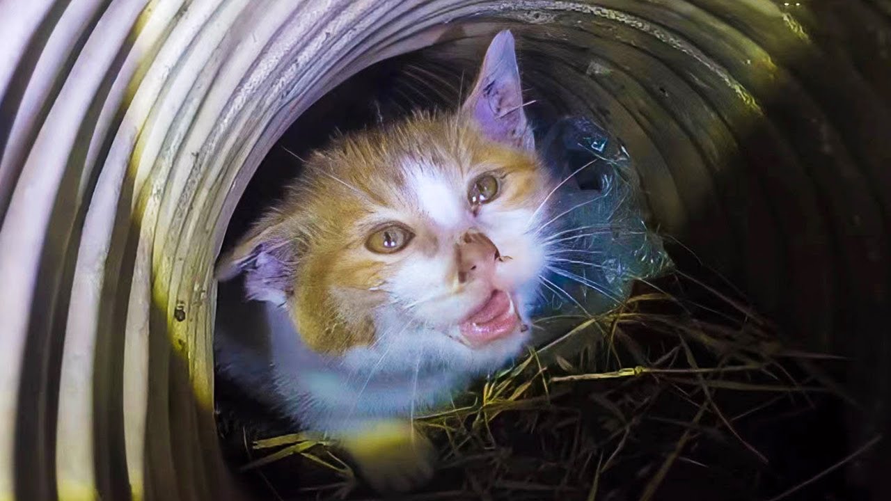 何日も溝に閉じ込められた子猫。母猫の不安げな鳴き声を聞いた女性は、母子を再会させるために心温まる行動をとった【感動】
