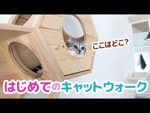 キャットウォーク初体験の猫の反応は？［スコティッシュフォールド・ぐう］Cute cat playing on catwalk.
