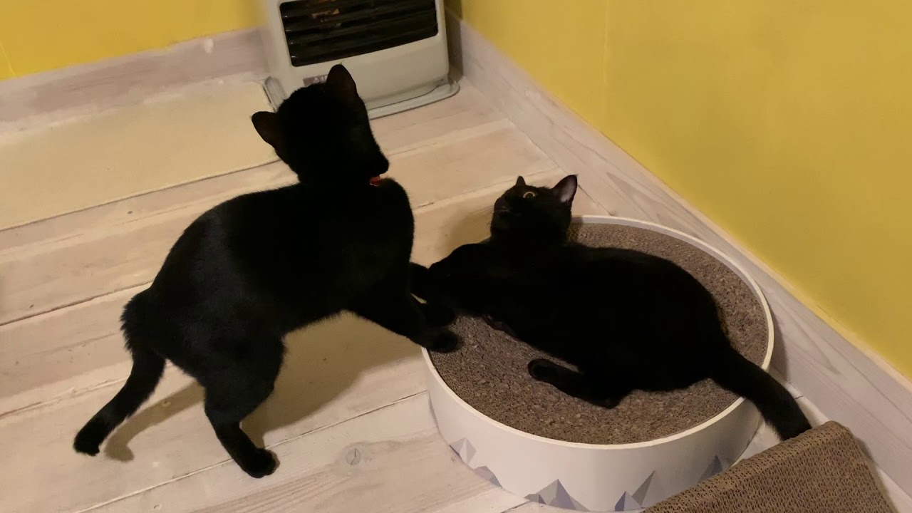 4匹の黒猫ボンベイファミリー⭐︎姉妹猫の可愛いケンカ