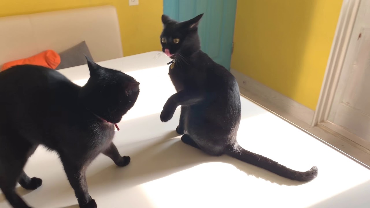 4匹のボンベイ猫ファミリーのにぎやかな1日☆仲の良い姉妹猫が威嚇しあう！早く仲直りしよう☆