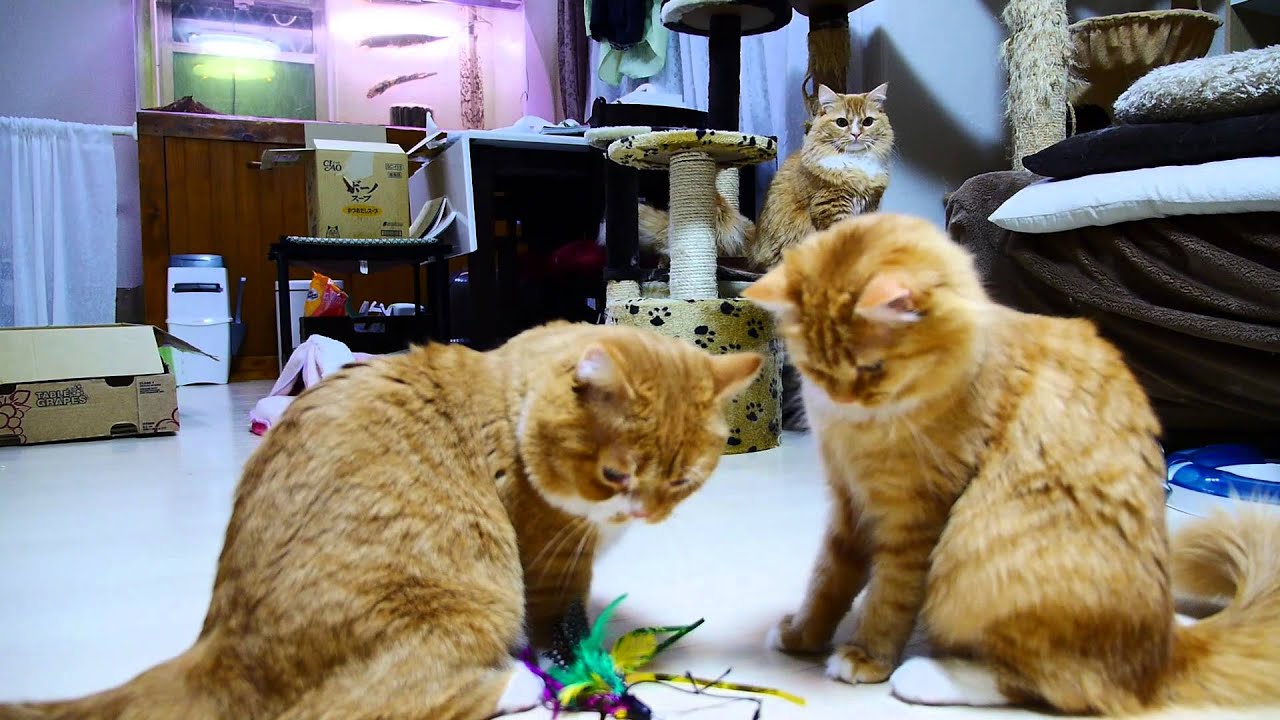 【マンチカンズ】マンチカン一家のママは最強？