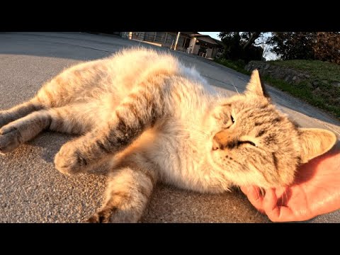 警戒していたシャム風の野良猫をナデると心を開いてくれて嬉しい