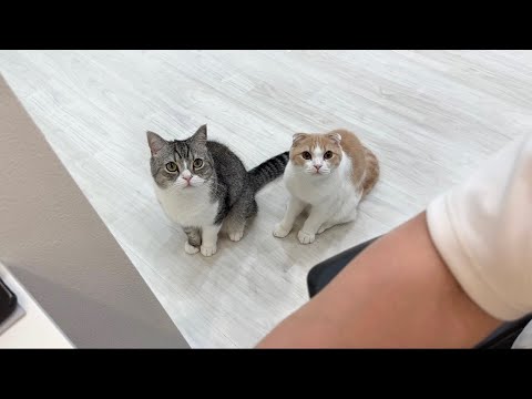 ごはんの時間ぴったりに飼い主を呼びに来る猫たちがかわいすぎました…笑
