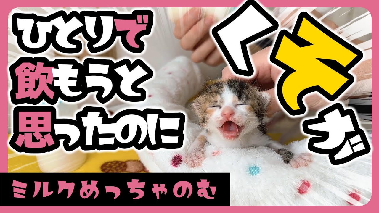 子猫 ミルクめっちゃ飲む ミルクを飲んだ後の子猫の表情は自然と力が抜けていきます【保護猫生活11日目】