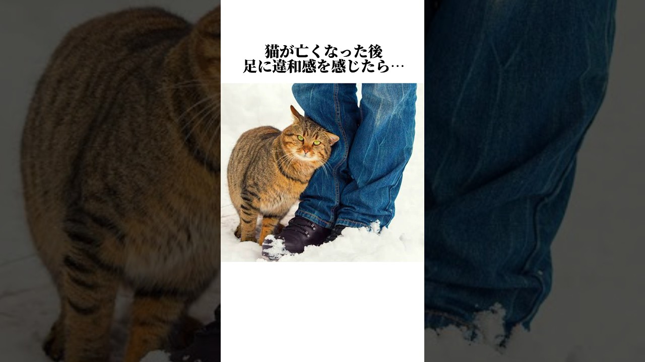 猫の秘密が可愛すぎww😢猫の知って損しない秘密7選🤫