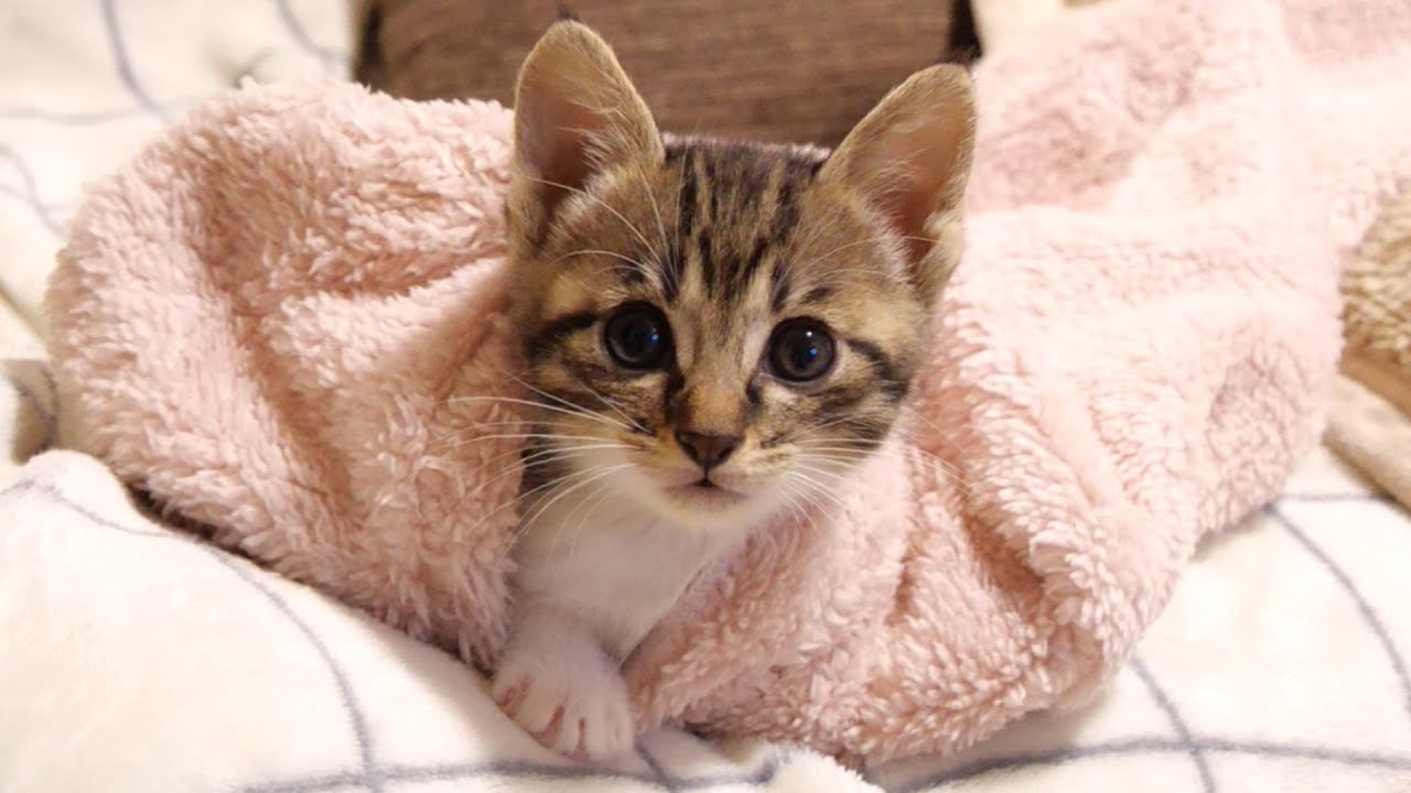 もふもふトンネルを抜けた子猫の目の前に【赤ちゃん猫　保護猫】