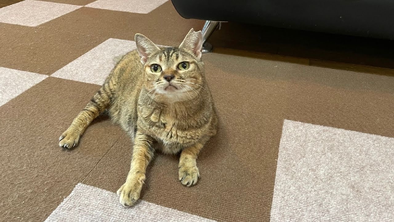 今日はやたらとかわい子ぶる