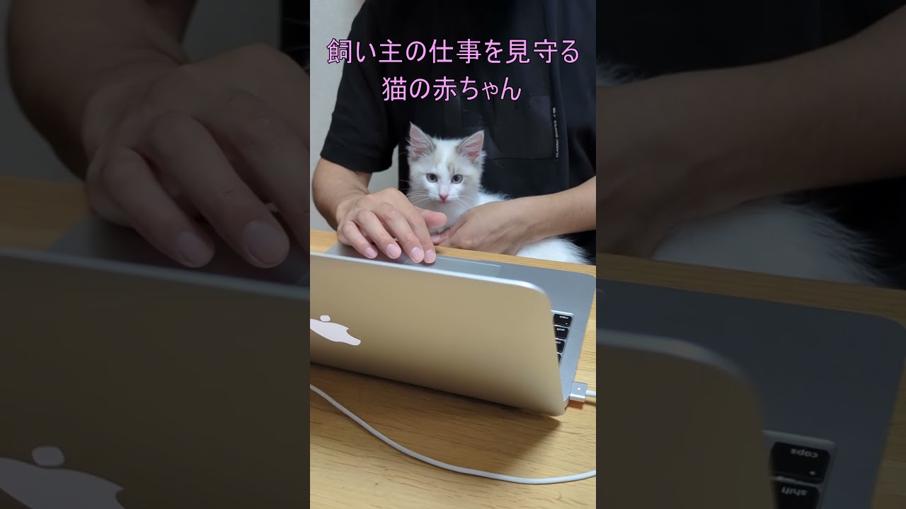 飼い主の仕事を見守る猫の赤ちゃん#ラグドール #ragdoll