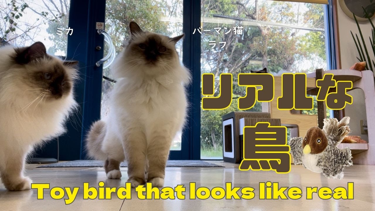 バーマン猫ミカとラフとガブとウリ【リアルな鳥】Toy bird that looks like real（バーマン猫）Birman/Cat