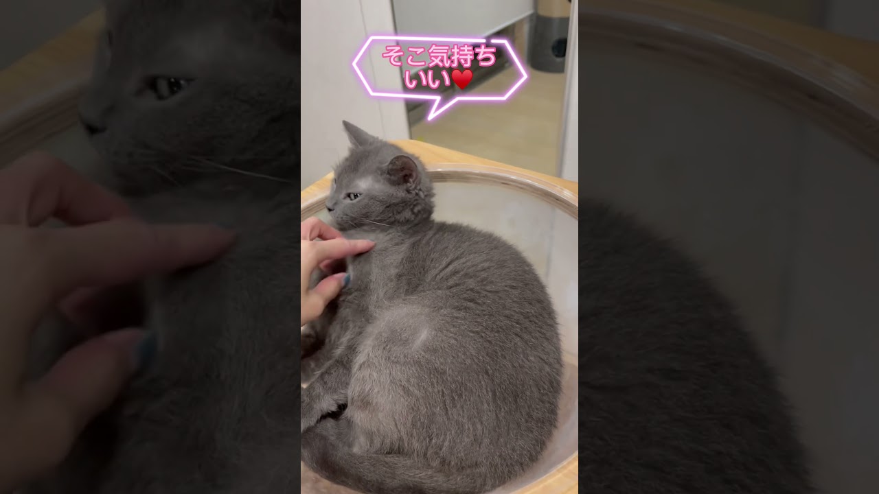 表情でわかる？猫ちゃんの体調🐈🐾#ラパーマ #猫 #ブリーダー直販 #マンチカン #子猫 #猫のいる暮らし #猫動画 #子猫販売