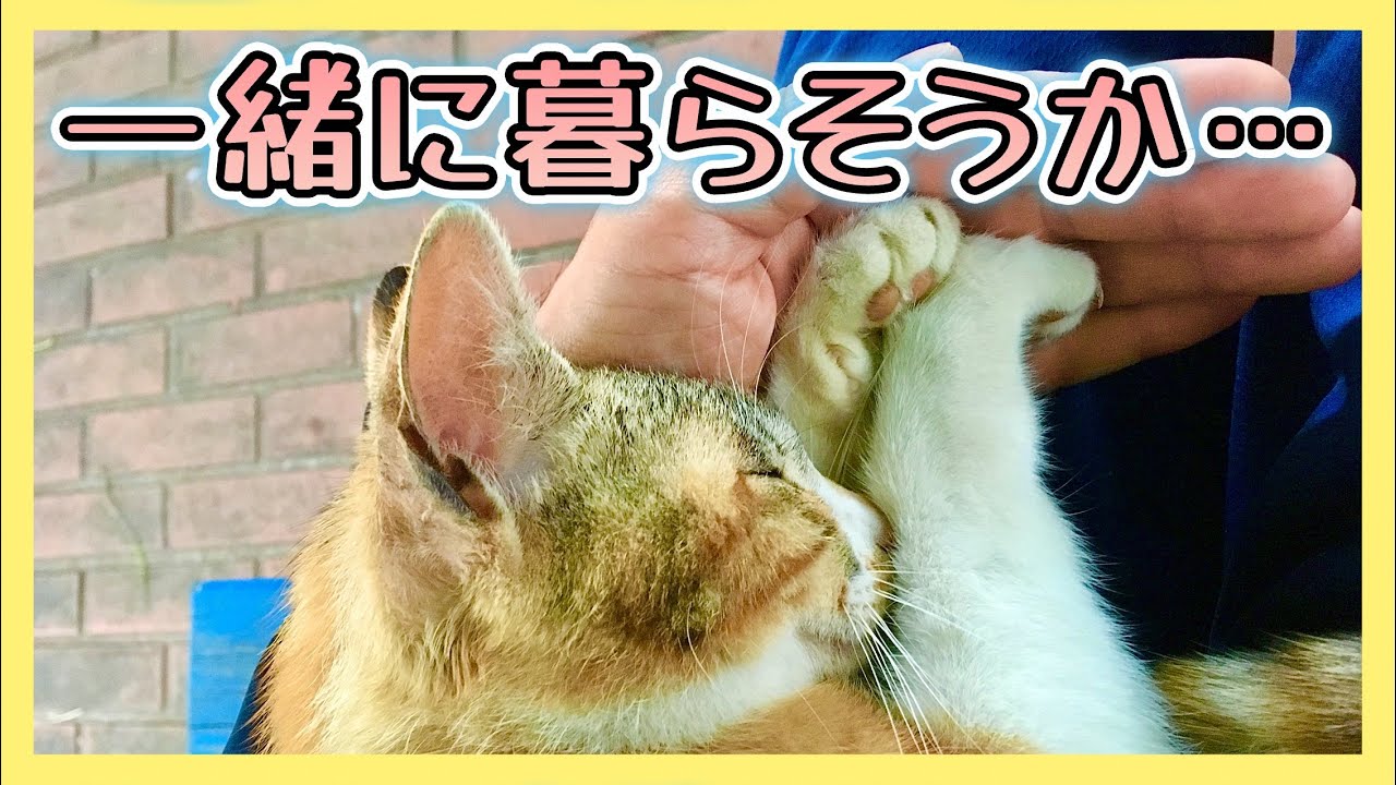 【野良猫から家猫へ…波乱万丈の猫生】特に動物好きでもなかった私が公園で暮らす猫と出逢い、家猫になるまでの全記録　トラとシロを保護して二年