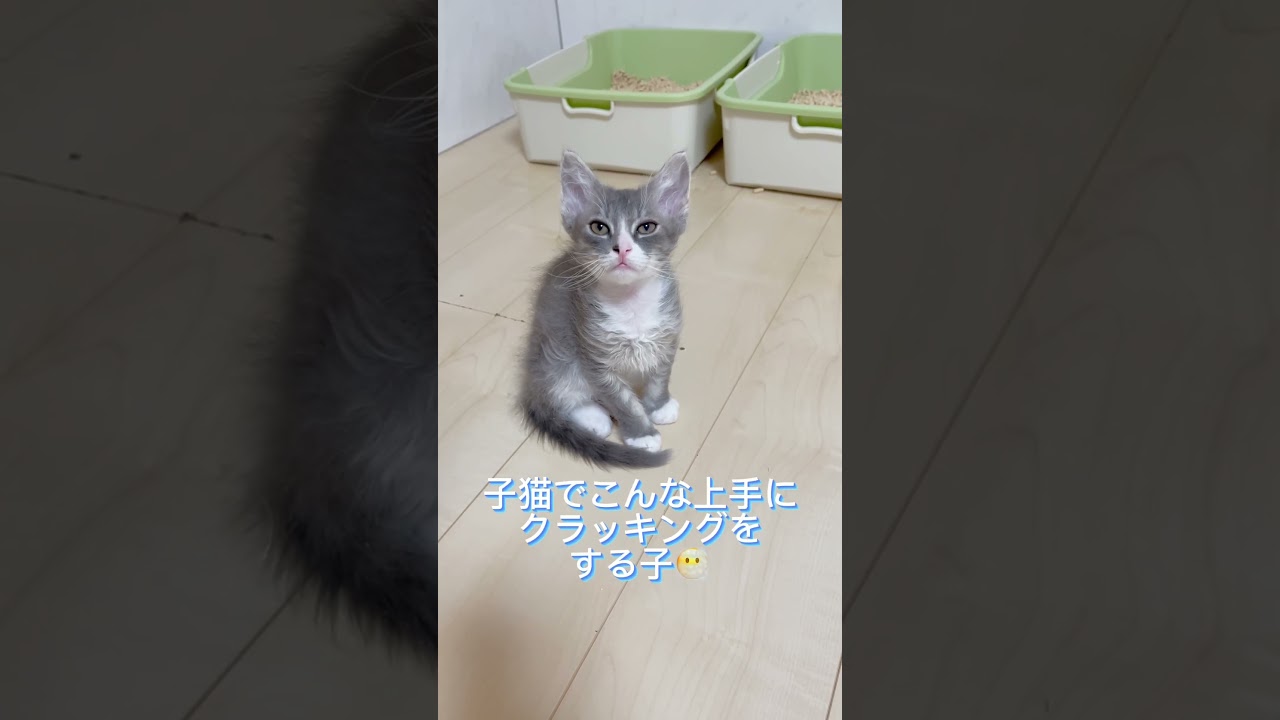 クラッキング上手なラパーマちゃん♥️ 【お問合せ詳細は説明欄に記載あります】 #ラパーマ #マンチカン #子猫 #猫 #ブリーダー直販 #ミヌエット #猫のいる暮らし #子猫販売 #猫動画