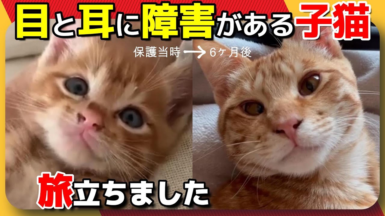 【神戸保護猫】目と耳に障害がある子猫が旅立ちました