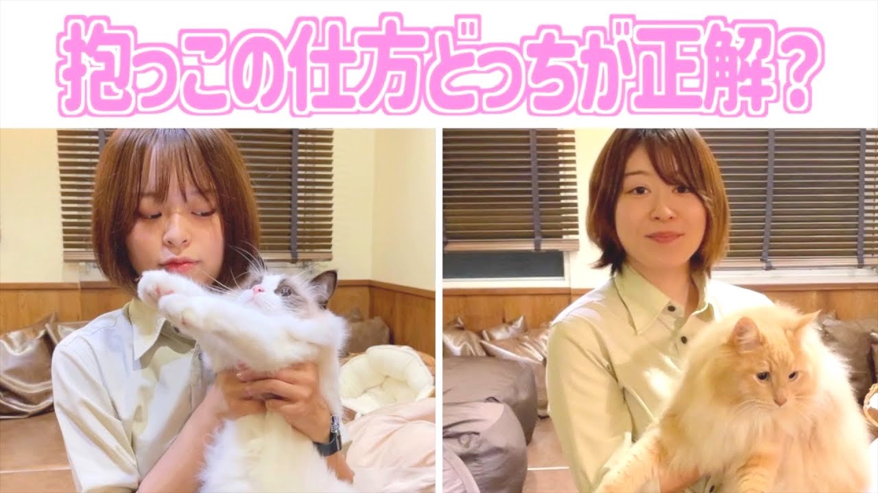 【実践解説】猫が喜んで抱っこさせてくれる方法を教えます
