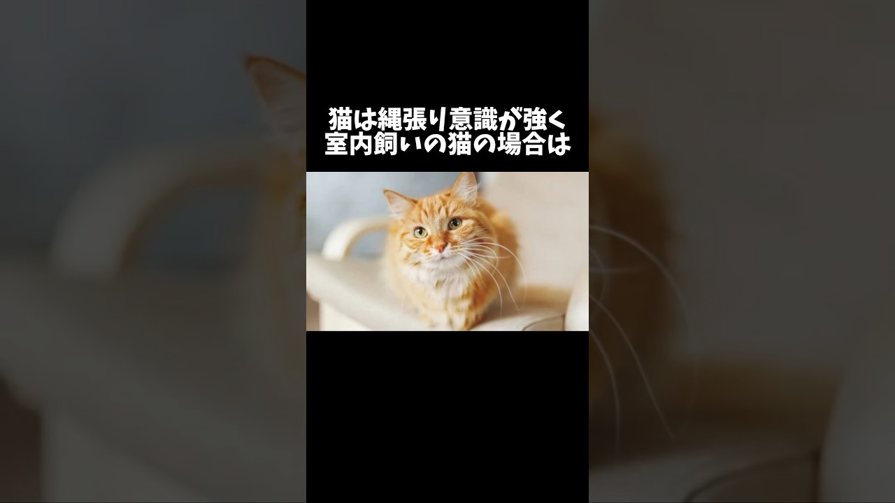 98%の人が絶対に知らない猫に関する雑学・豆知識Part16