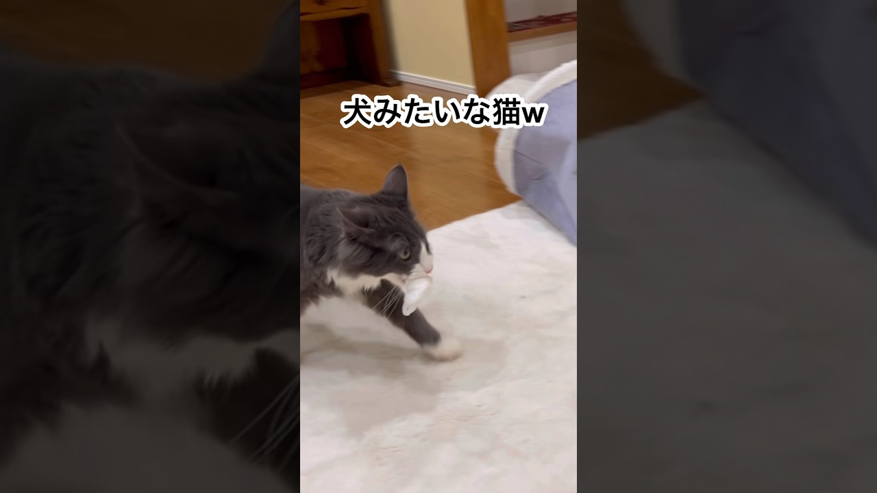 犬みたいなターキッシュアンゴラwww#cat #ターキッシュアンゴラ #ノルウェージャンフォレストキャット #猫 #shorts