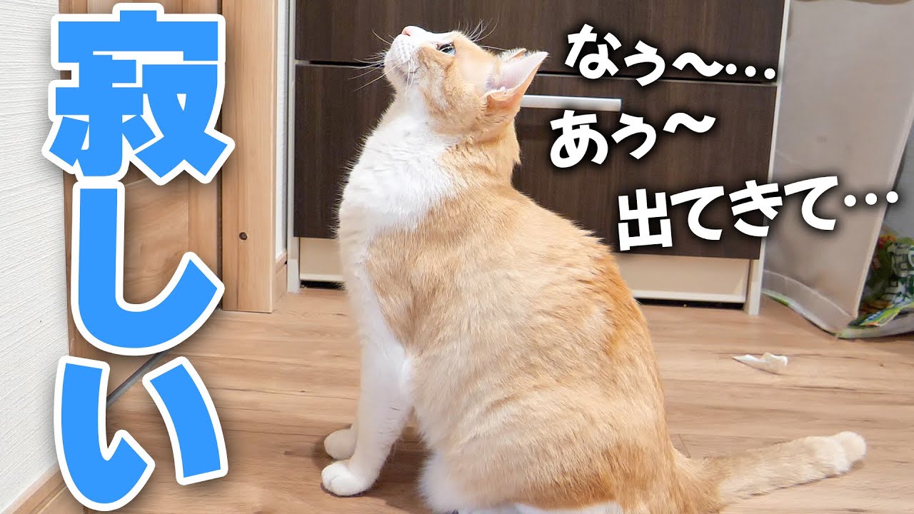 飼い主がトイレに入るだけで寂しくなって鳴いちゃう猫たちが可愛すぎました。。。