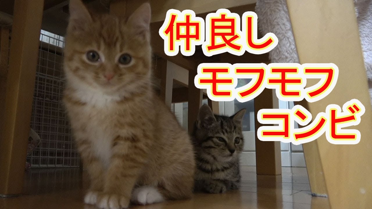 【保護猫】レスキューした子猫79 兄弟で仲良くする姿を見て癒されて下さい