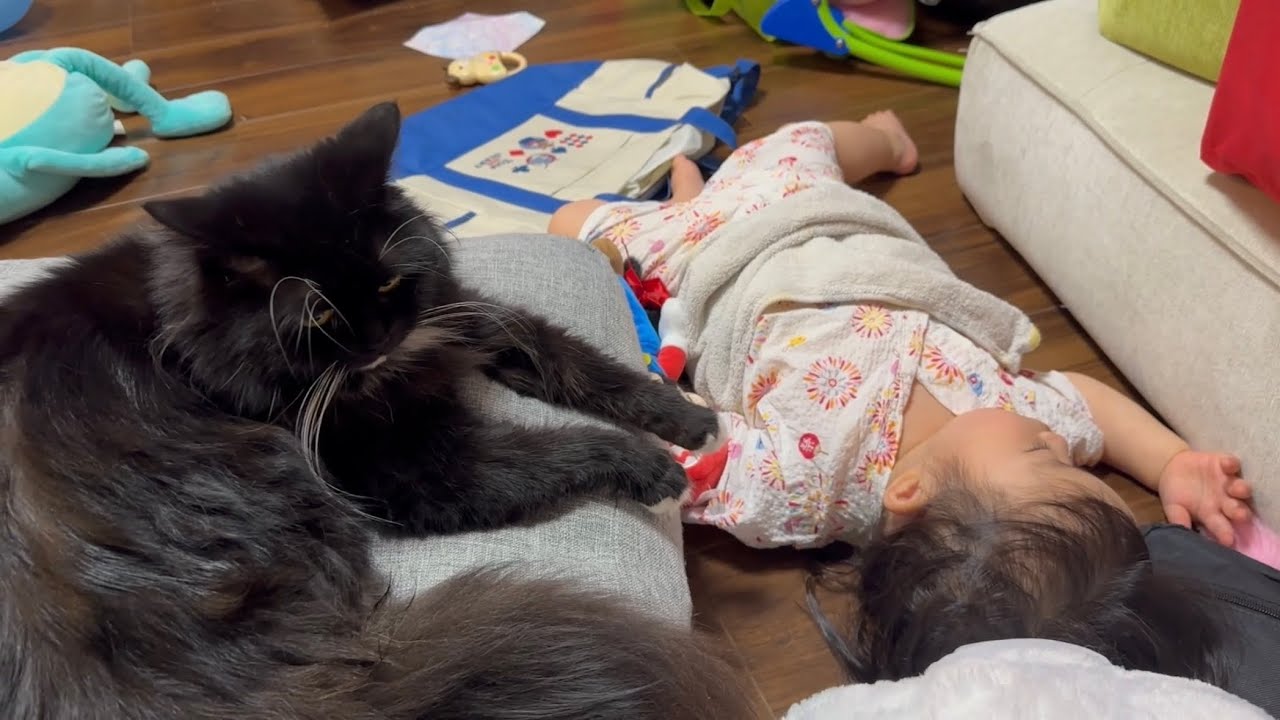 クッションを踏み続ける猫　ノルウェージャンフォレストキャットA cat keeps stepping on a cushion. Norwegian Forest Cat.