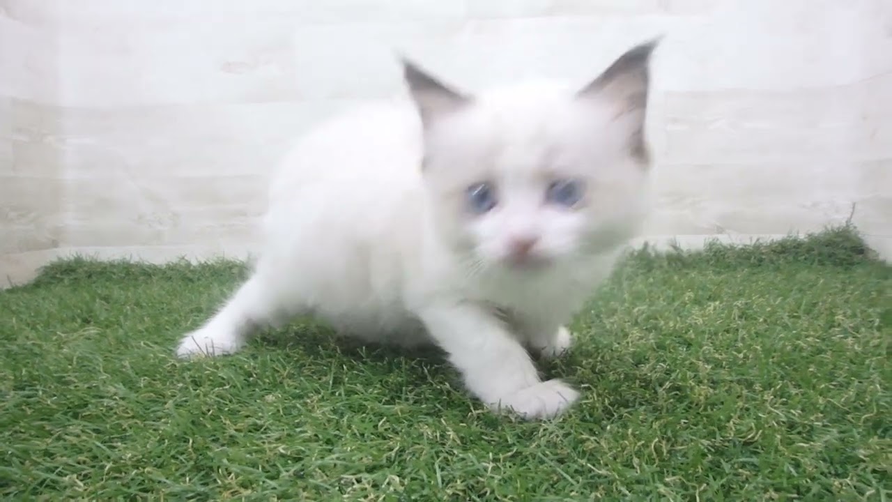 00673724 ラグドール