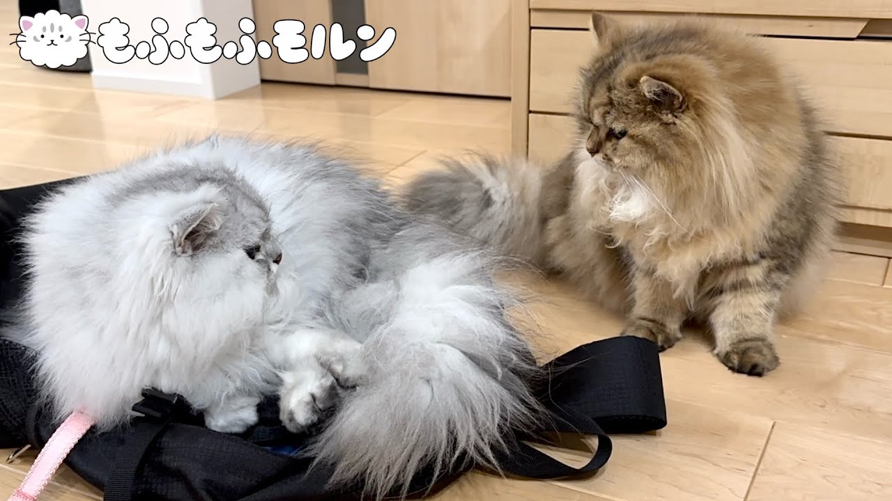 ランドセルを卒業した猫たちの新たな標的は… 【サイベリアン】
