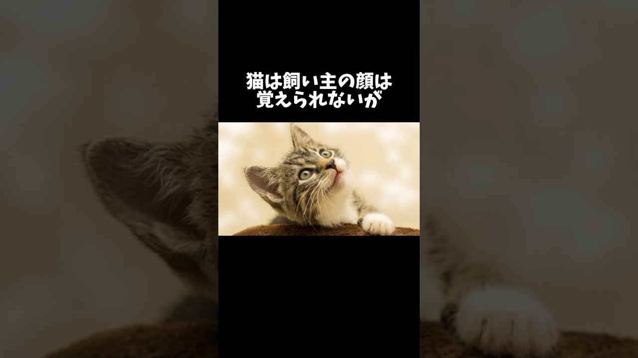 98%の人が絶対に知らない猫に関する雑学・豆知識Part17