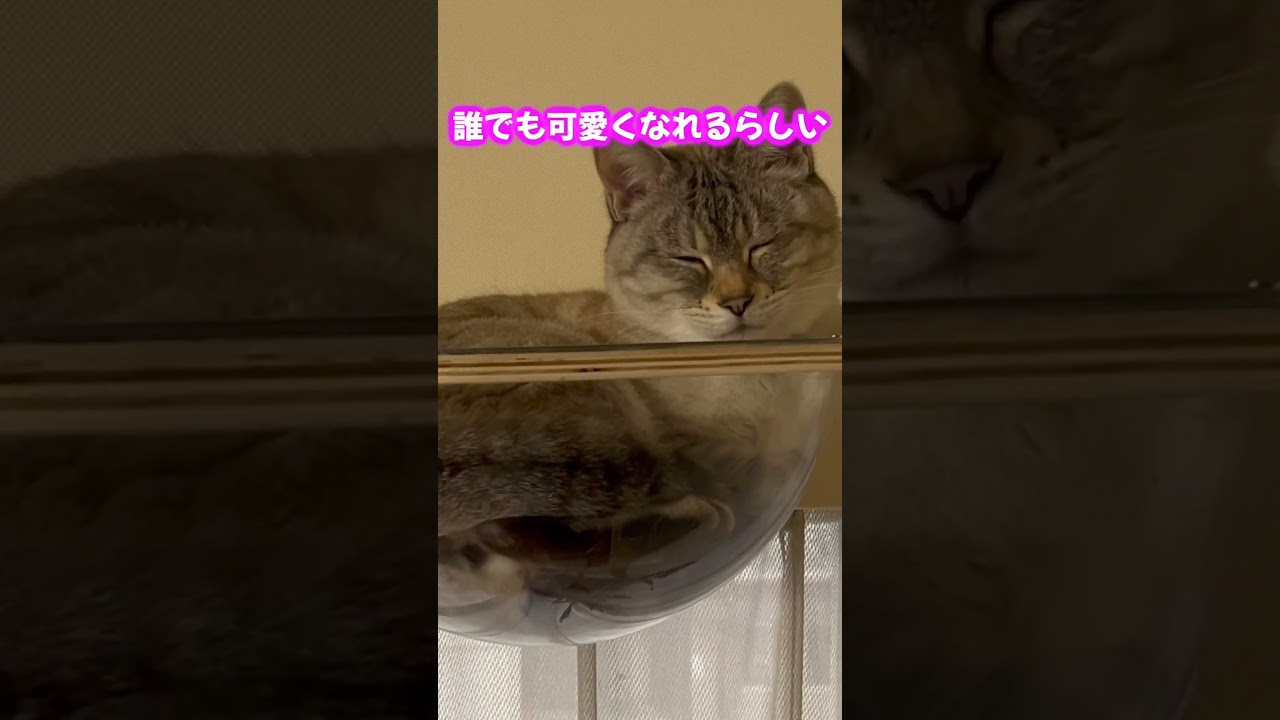 チラリと覗かせる顔がかわよ＃shorts、＃猫の暮らし、#funny、