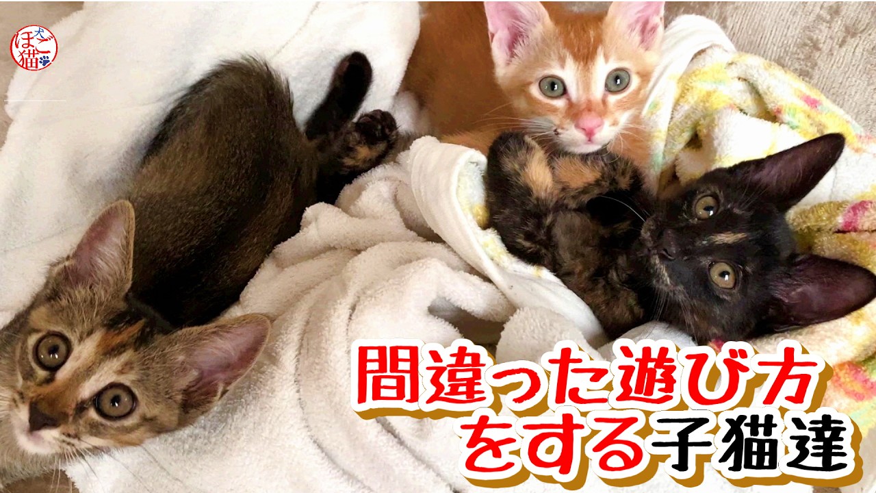 【子猫 保護】独特な遊び方をする子猫達＋おまけコーナー