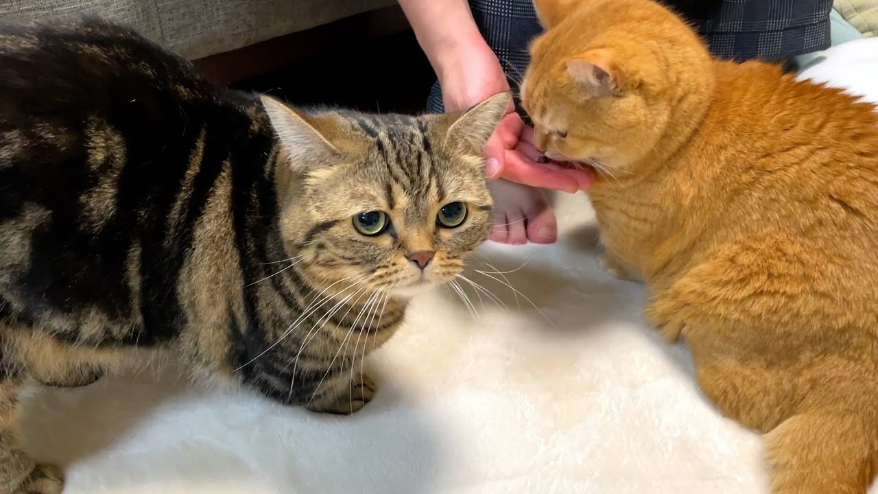 美味しそうなおやつを兄猫が全然食べないときの弟猫の反応が…笑