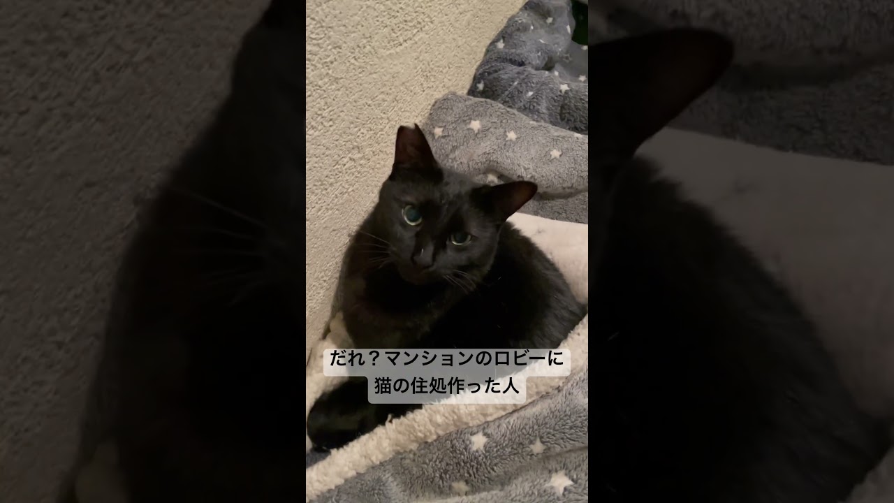 マンションのロビーに猫の住処あってビビった