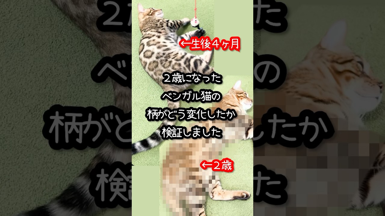 ベンガル猫の柄は成長するとどうなるの？