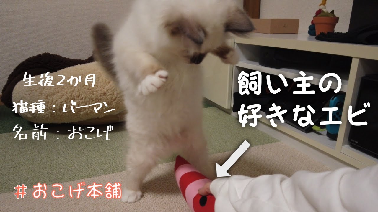 やんちゃになってきた子猫がかわいい【バーマン子猫】