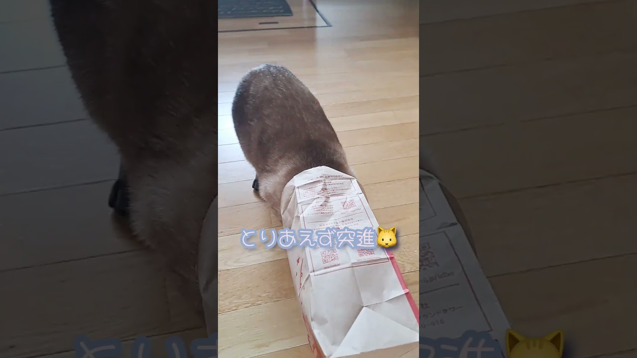 【猫】袋があったら入りたい🐱#猫 #シャム猫ミックス #shorts