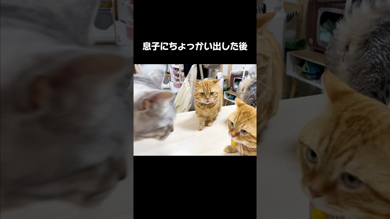 息子にちょっかい出したあと... #猫 #マンチカン #shorts
