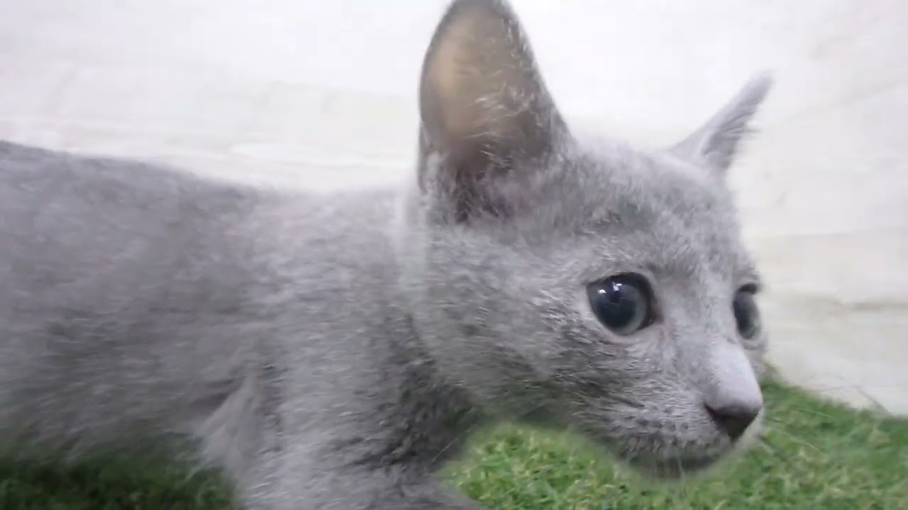 Coo&RIKU　No00675339 ロシアンブルー