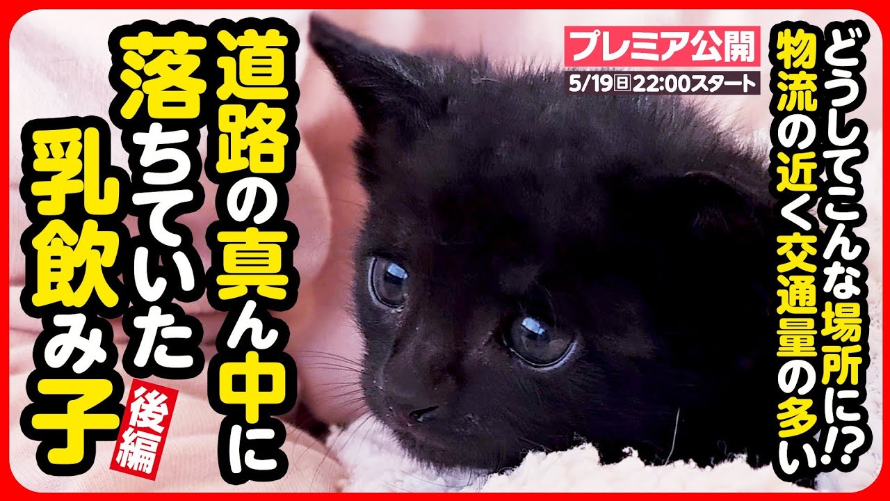 【子猫 保護】道路の真ん中に落ちていた乳飲み子...血便で5日間連続点滴通院【後編】
