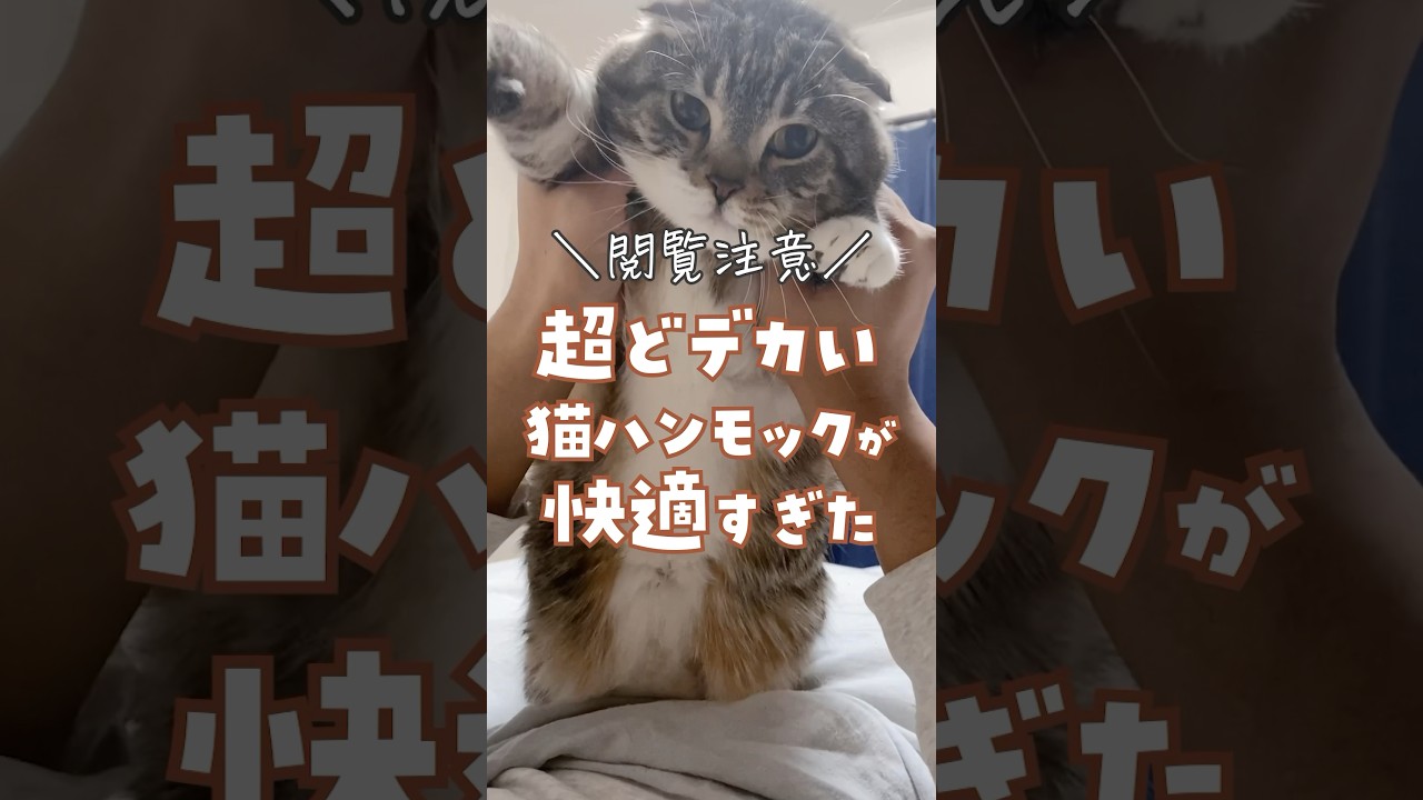 超デカい猫ハンモックが快適すぎて猫がこうなりました… #猫 #猫用品 #キャットタワー