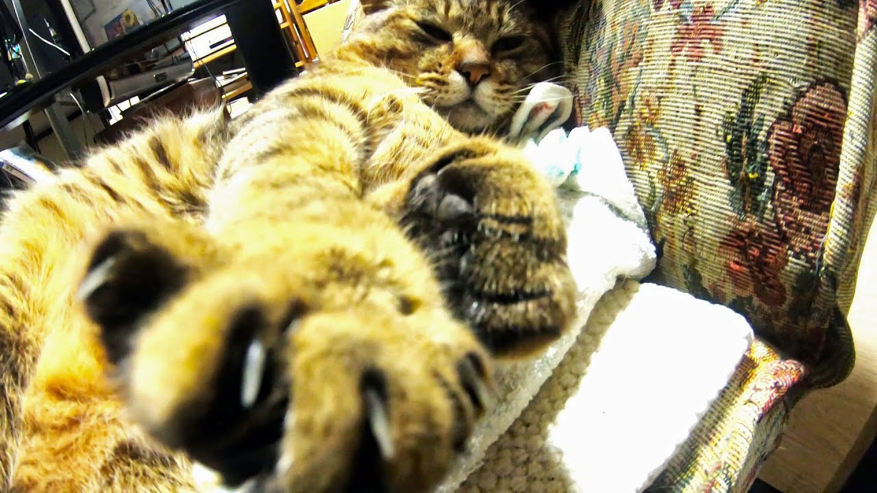 礼儀正しい野良猫寿三郎　暴れたくなる日もありますわ
