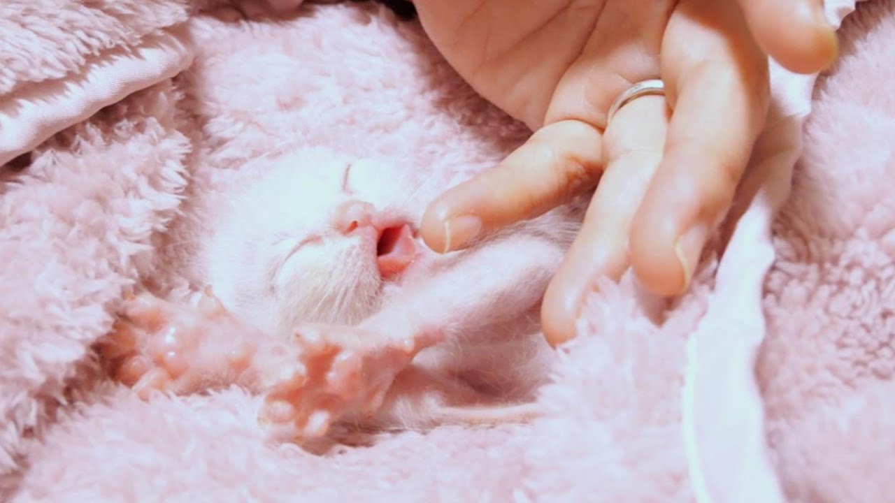 指をそっと離すと子猫は口を開けたままビックリしていました【赤ちゃん猫　保護猫】