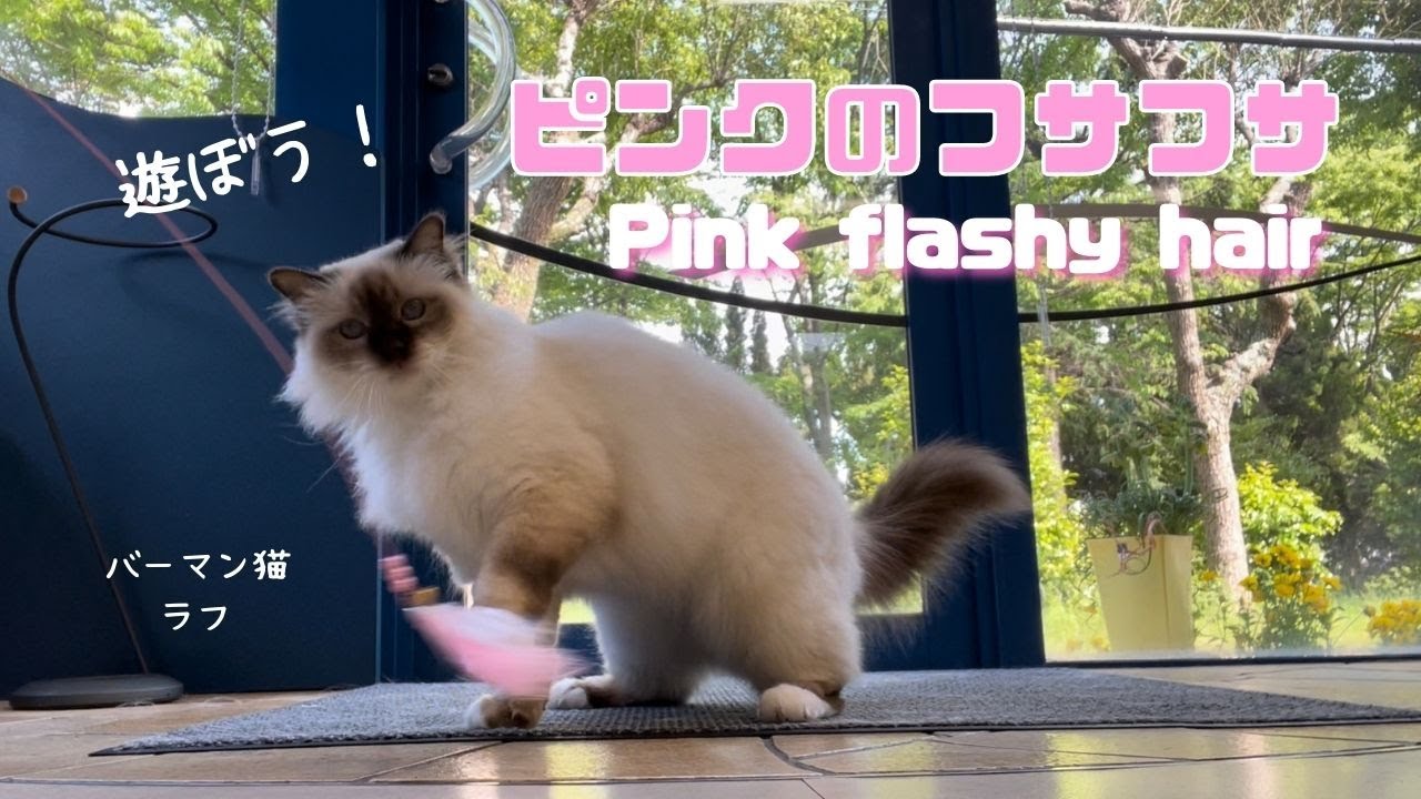 バーマン猫たちと遊ぼう【ピンクのフサフサ】Pink flashy hair（バーマン猫）Birman/Cat
