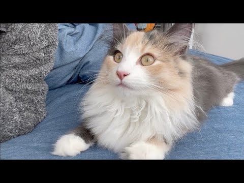 生後6か月おめでとう㊗️ノルウェージャンフォレストキャット子猫