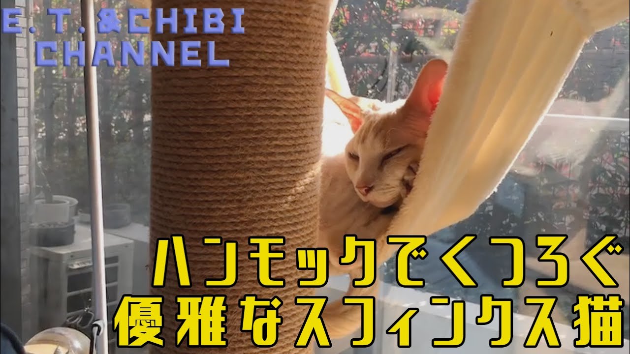 ハンモックでくつろぐ優雅なスフィンクス猫／An elegant Spiynx cat relaxing in a hammock