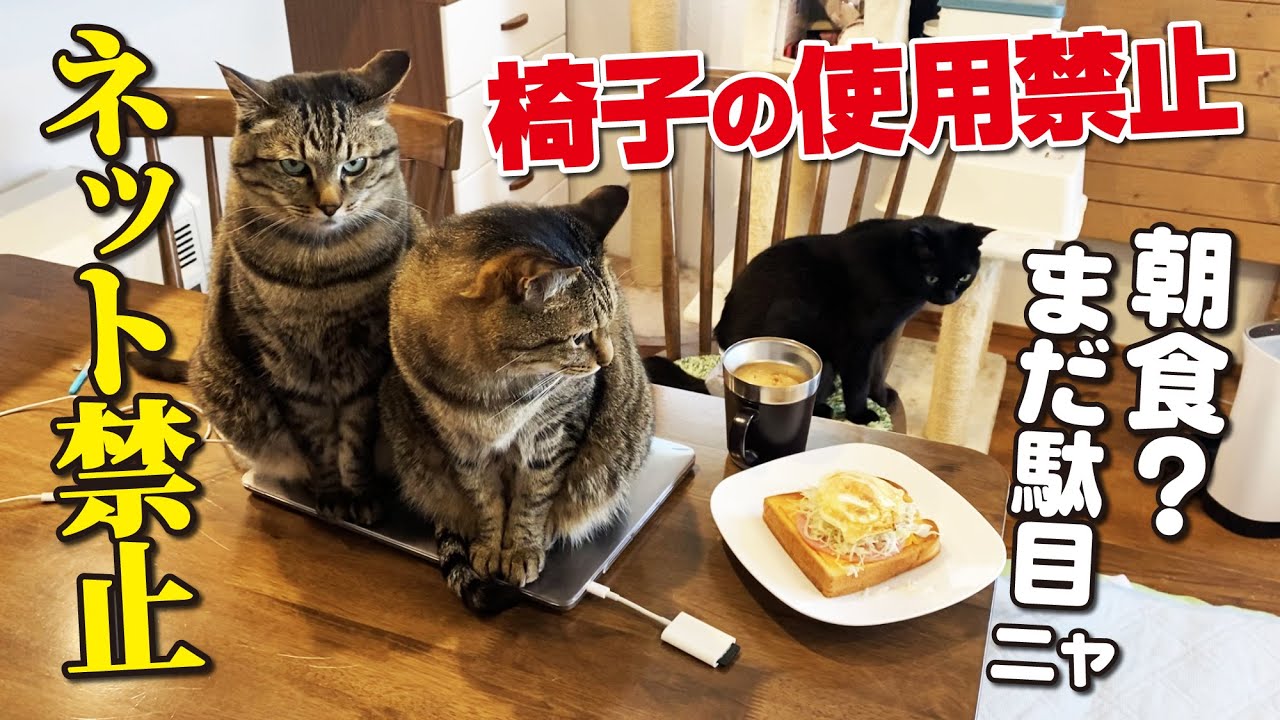 日本一接客態度が悪い猫カフェ