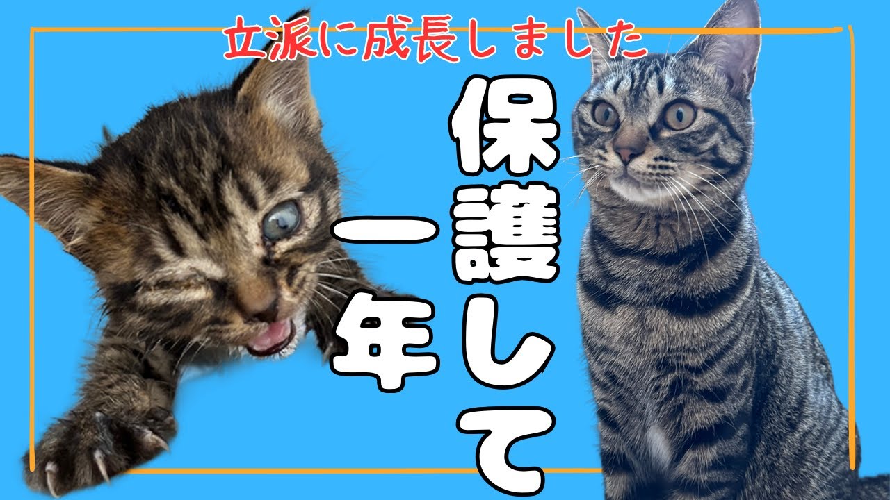 山の公園でひとりぼっちだった子猫！保護して1年になりました！