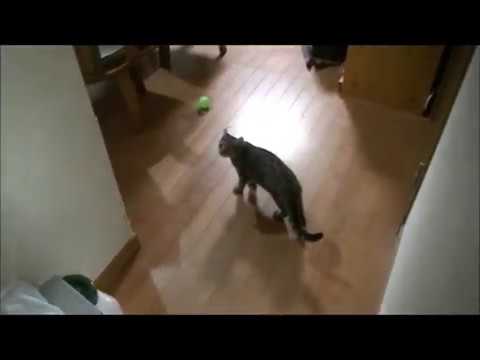 ネネ１（アメリカンカール　猫）
