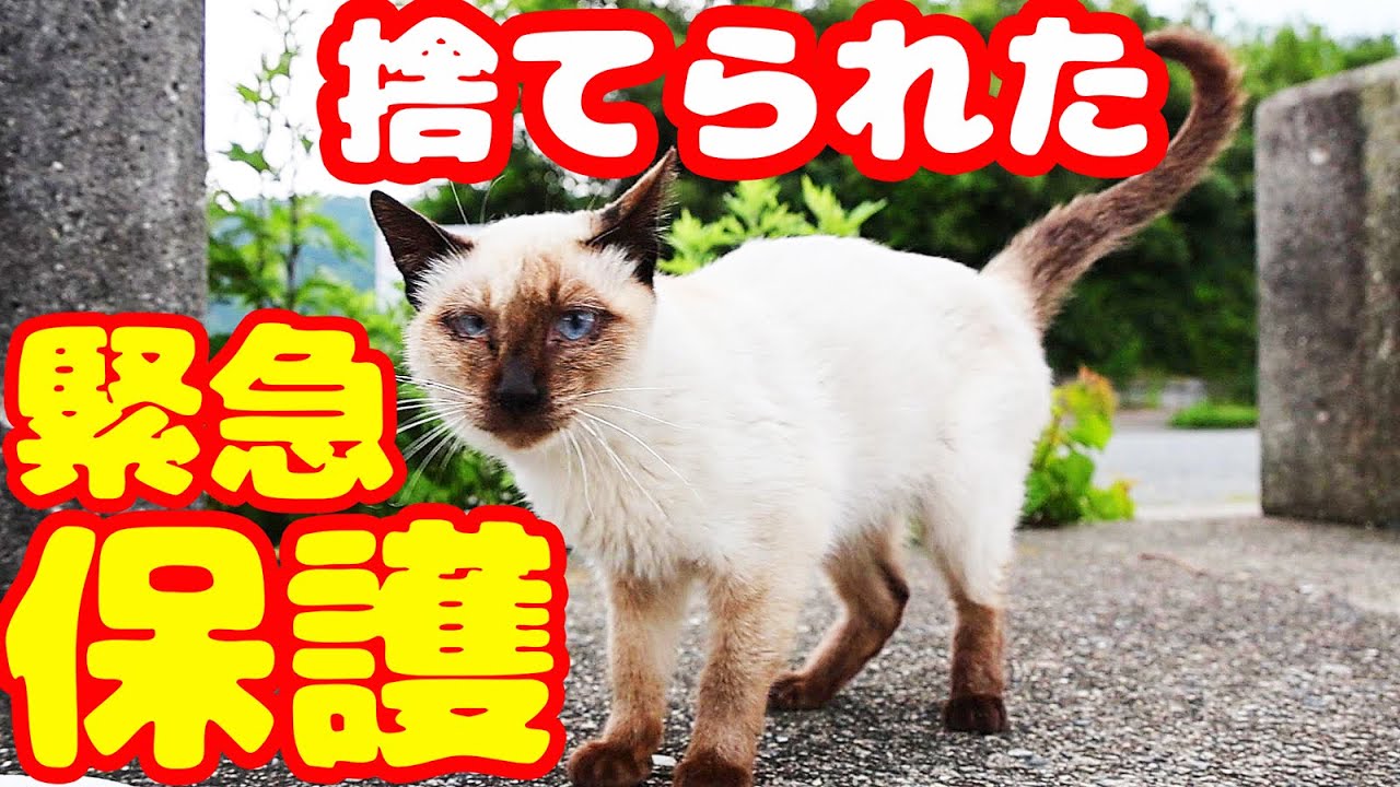【野良猫緊急保護】シャム猫が捨てられてたまさかの理由にボランティアさん号泣