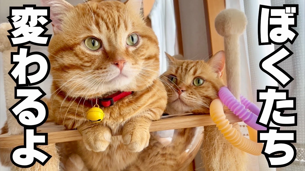 ねこもふ生活、ちょこっとリニューアルします！ #猫 #マンチカン