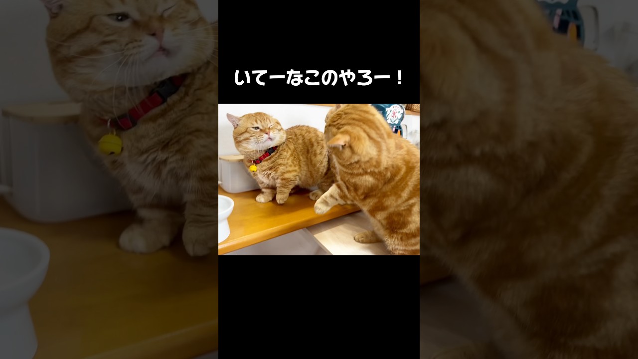 普段優しいのを怒らせたら... #猫 #マンチカン #shorts